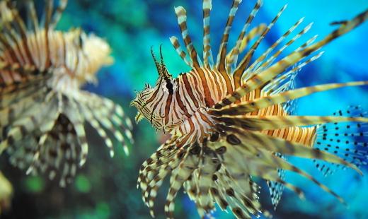 狮子鱼怎么养？狮子鱼的生存环境