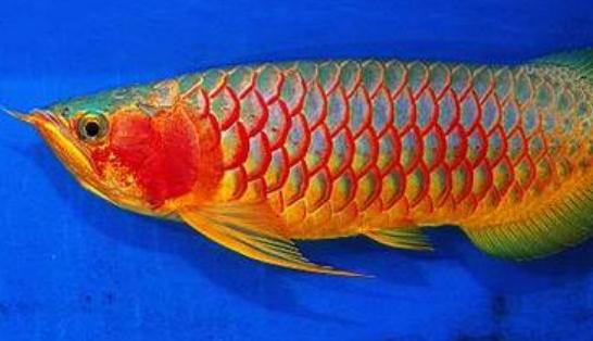 红辣椒龙鱼怎么养？红辣椒龙鱼养殖方法